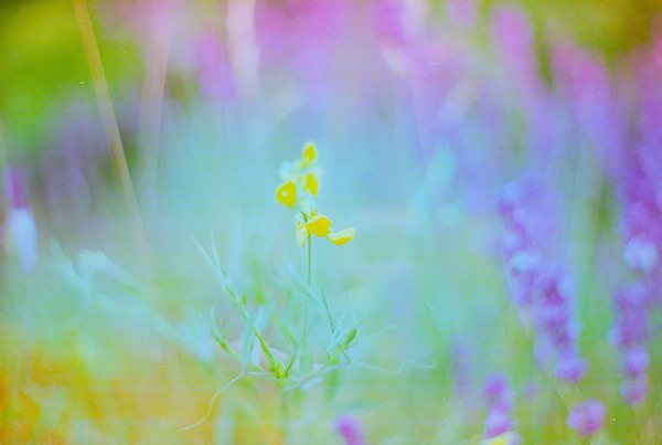 Wildflower in Lavender